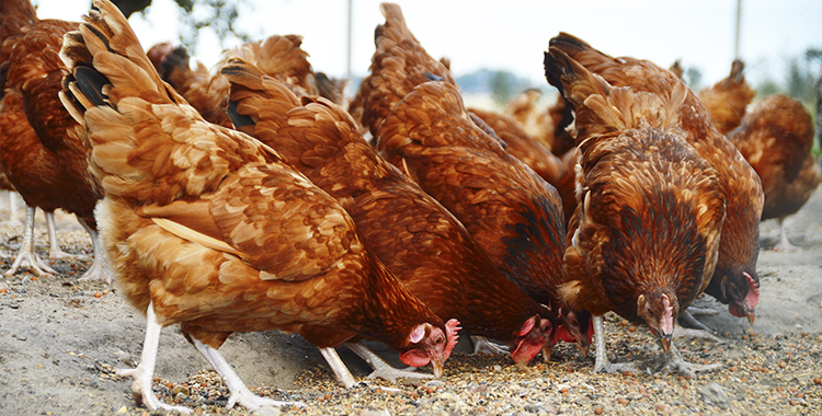 Gallinas alimentandose de pienso