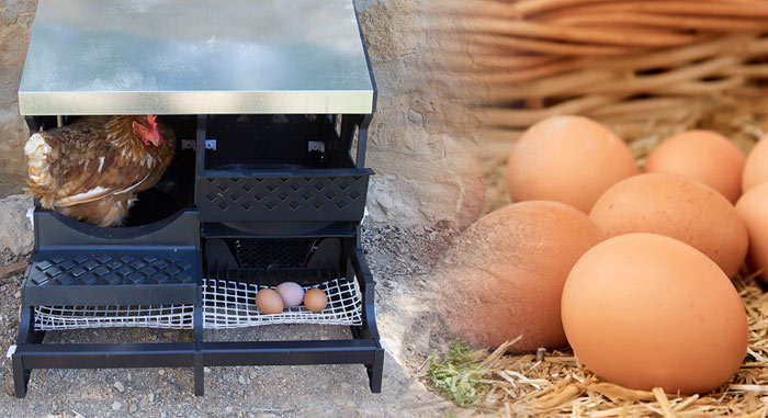 ponedero de gallinas con una cesta de huevos frescos