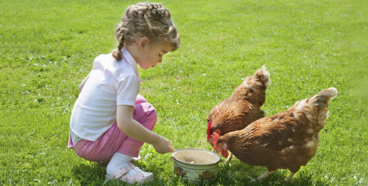 Niña dando de comer a una gallina