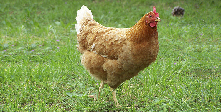 gallina ponedora